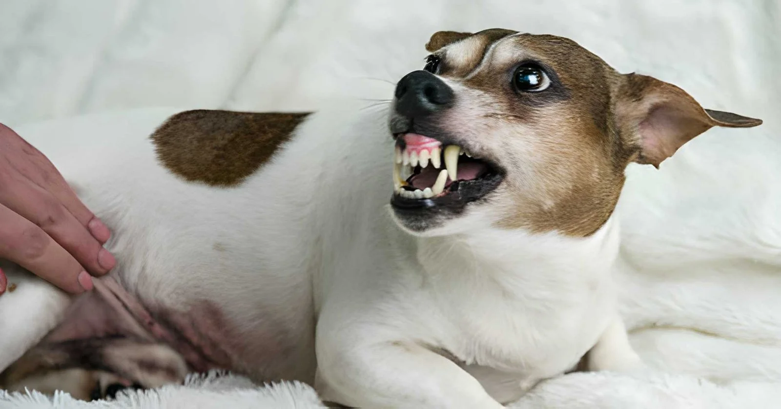 Un chien montrant des signes d'agressivité alors qu'un humain le touche, signe d'un inconfort chez l'animal.