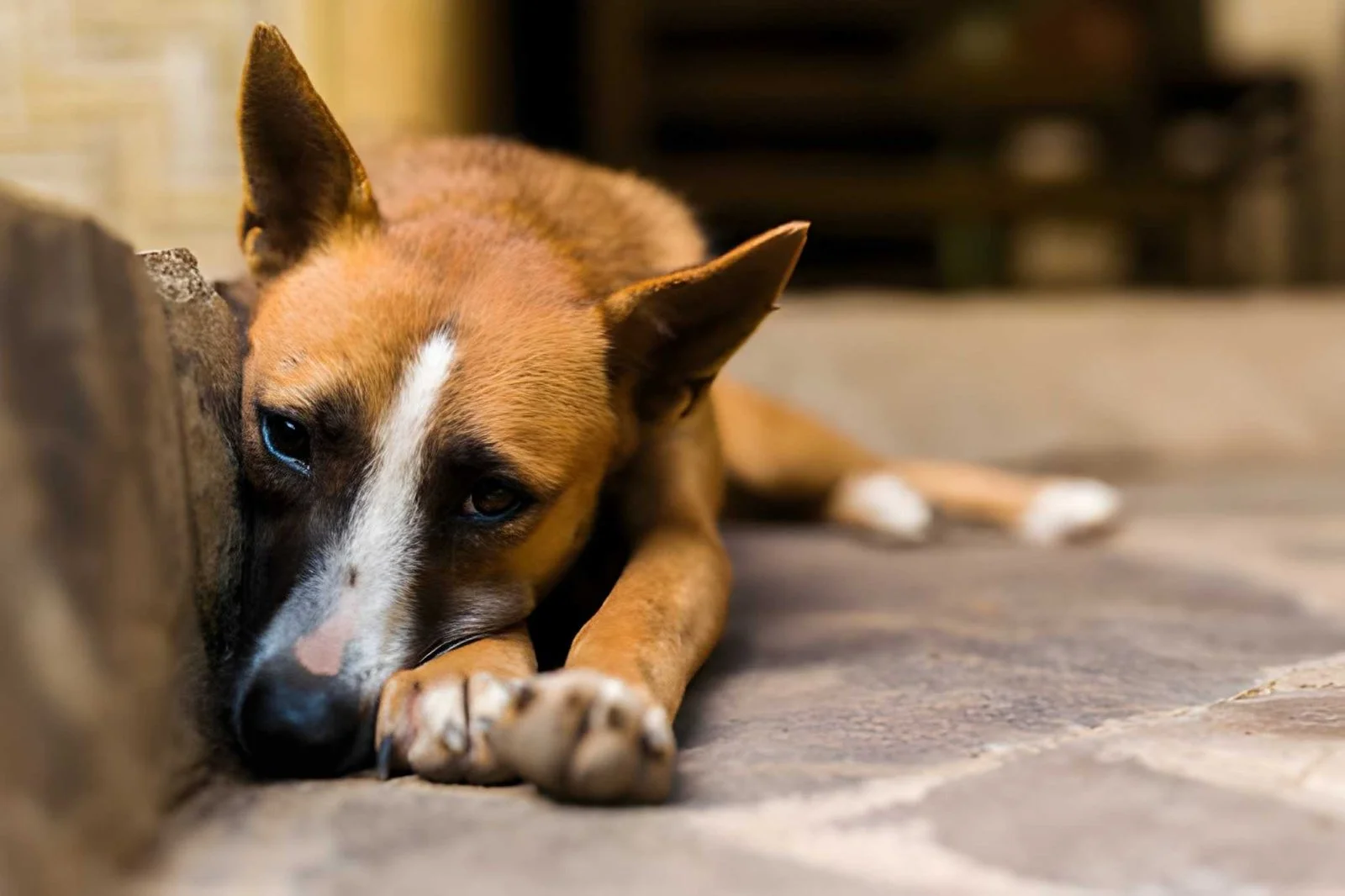 Un chien triste, adopté pour les mauvaises raisons, qui n'est pas heureux dans son nouveau foyer.