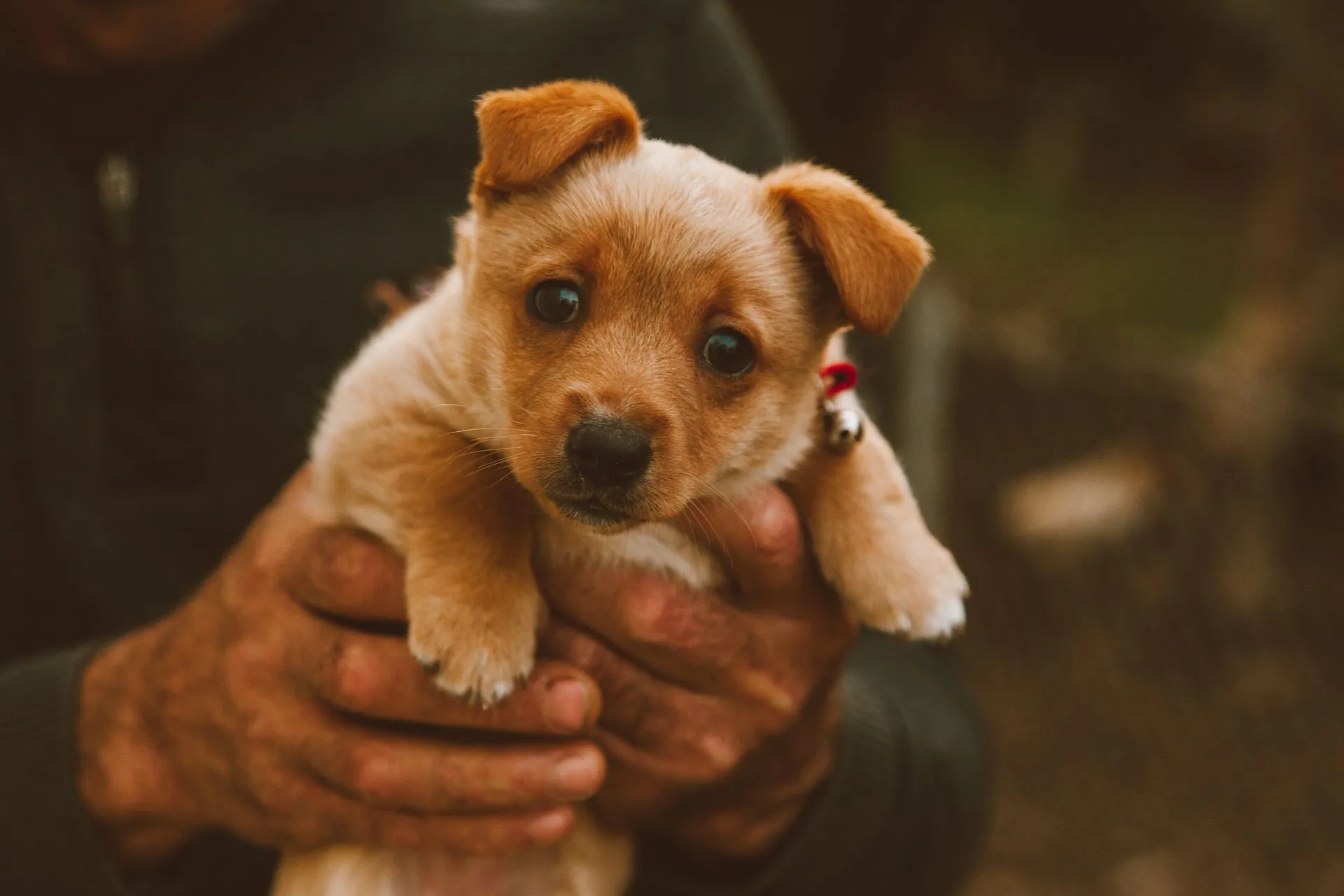 Un homme qui offre un chiot en cadeau.