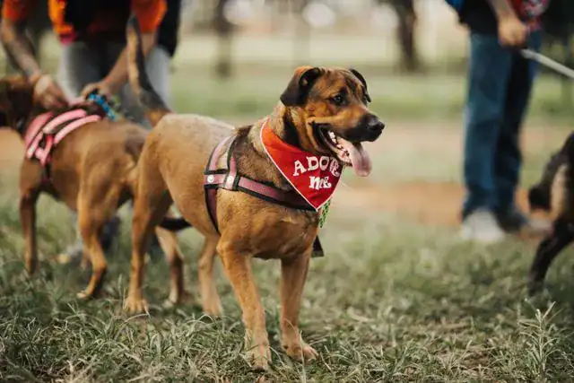 Un chien de refuge lors d'une séance de visite au pour adoption.