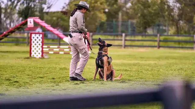 Un éducateur canin qui apprend des tours à un chien.