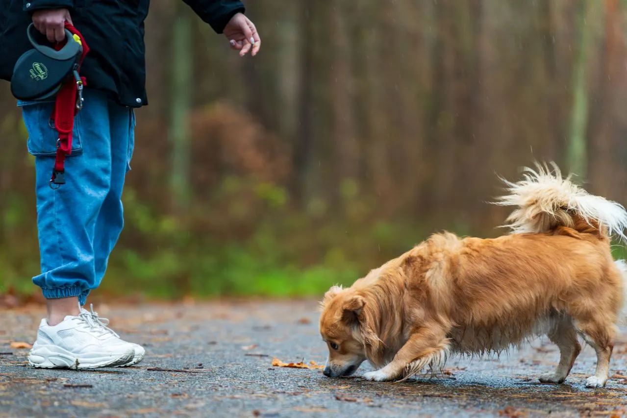 Une maîtresse promenant son chien tôt le matin pour qu'il se dépense assez avant son départ pour l'aider à mieux vivre son absence.