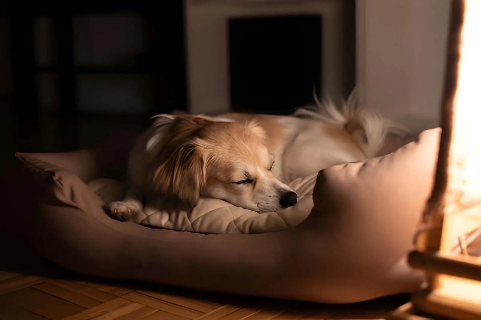 Un chien se reposant tranquillement dans son panier en l'absence de son maître.