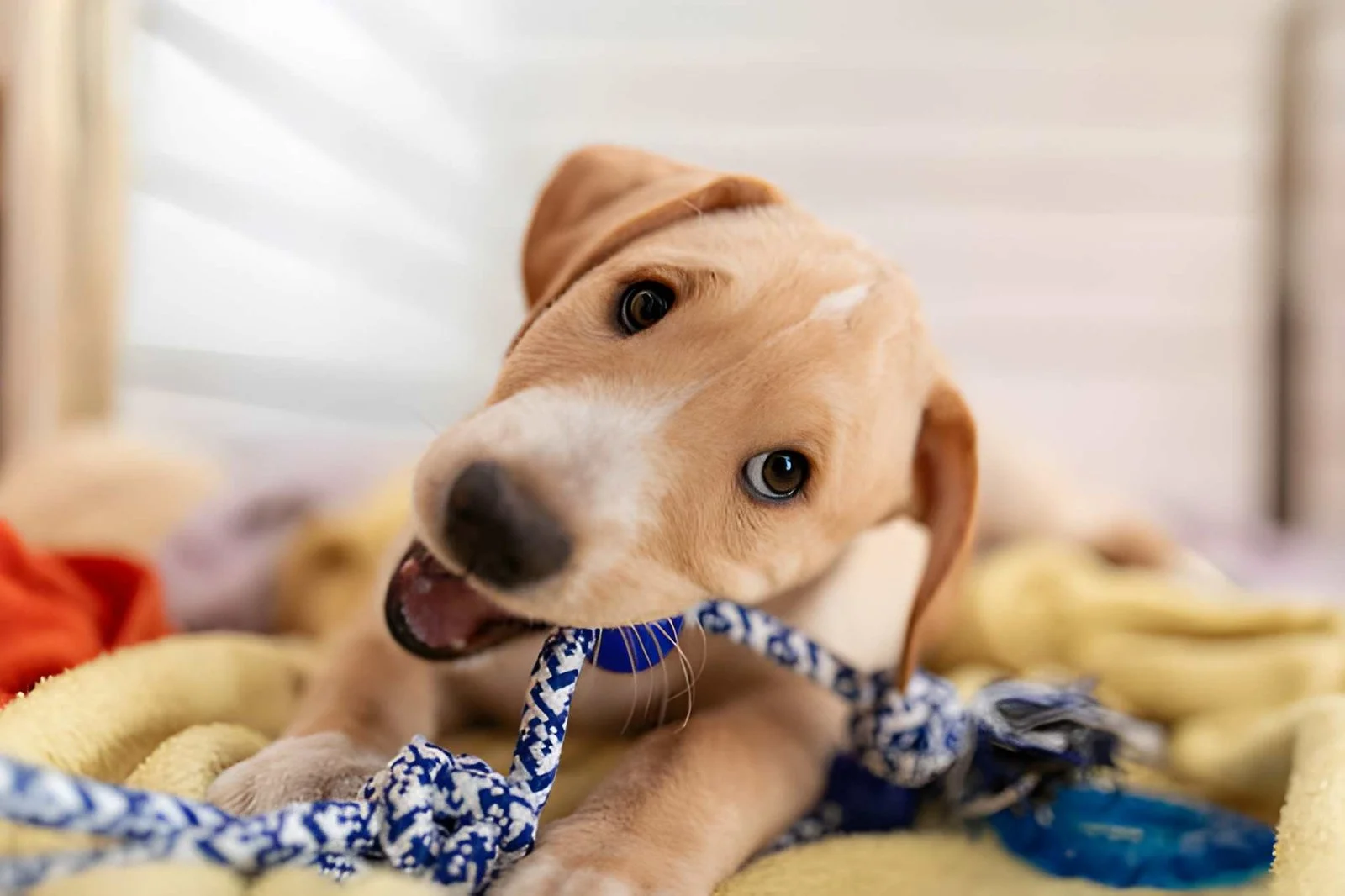 Un chien joyeux jouant avec un nœud pour s'occuper pendant l'absence de son maître.