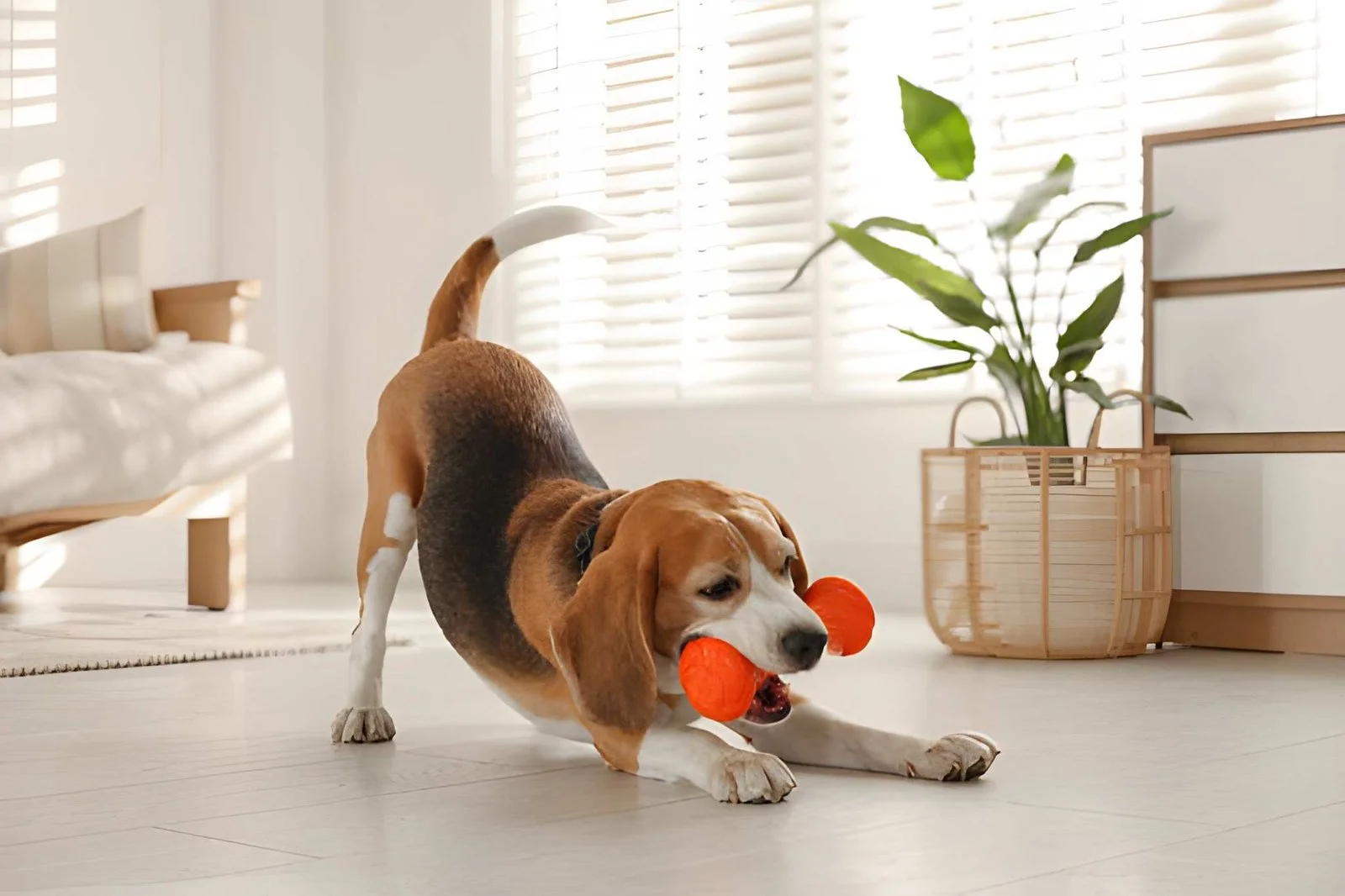 Un chien jouant avec un jouet de type Kong et Pippolino pour s'occuper pendant l'absence de son maître.