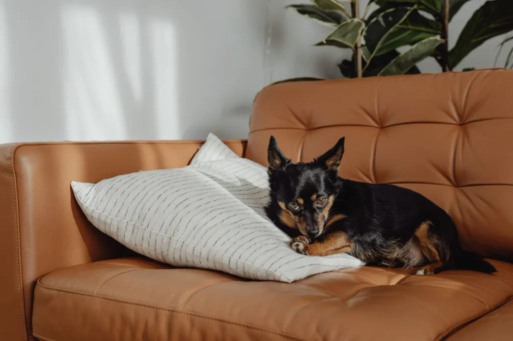 Un chien allongé dans un canapé, se reposant pendant l'absence de son propriétaire.